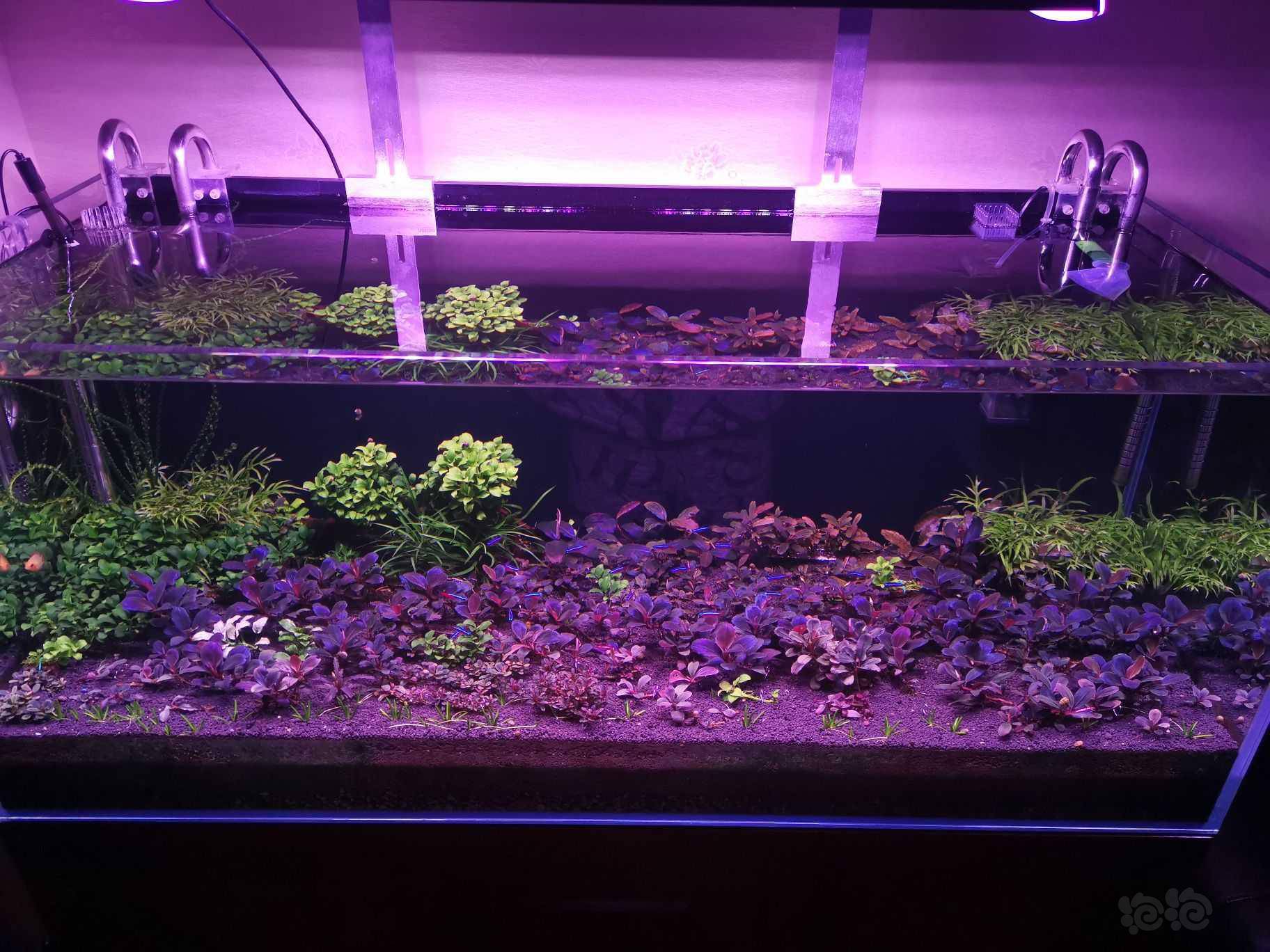 辣椒榕开缸半年记录