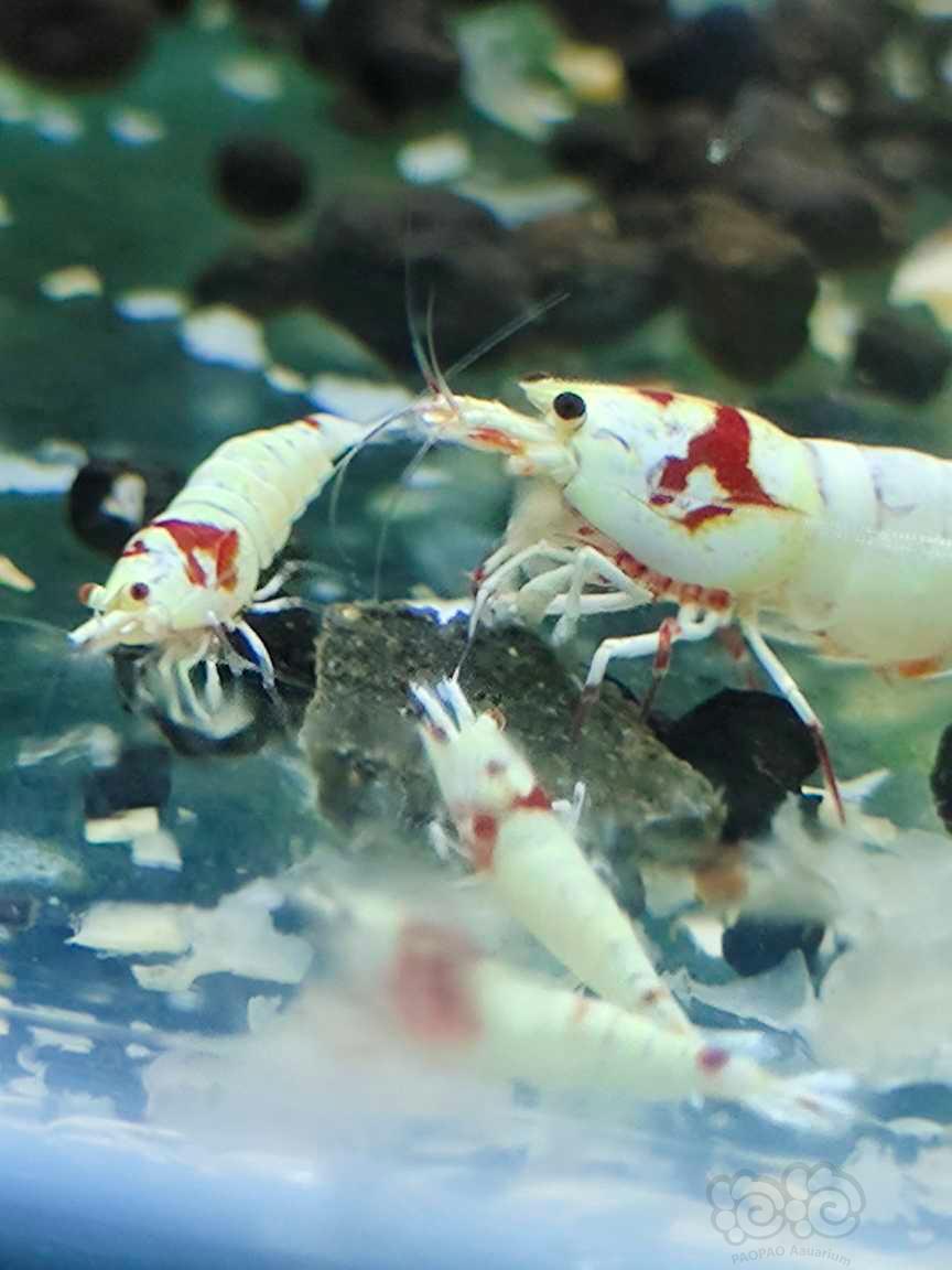 【水晶虾】红花虎水晶虾-图9