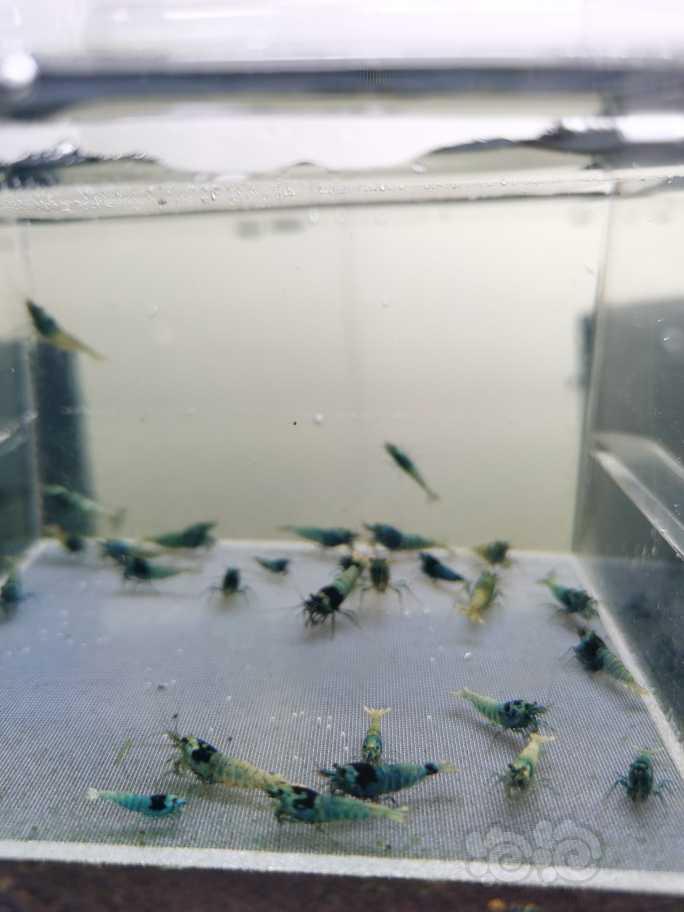 【虾】2022-2-10#RMB 拍卖蓝金刚水晶虾-图3