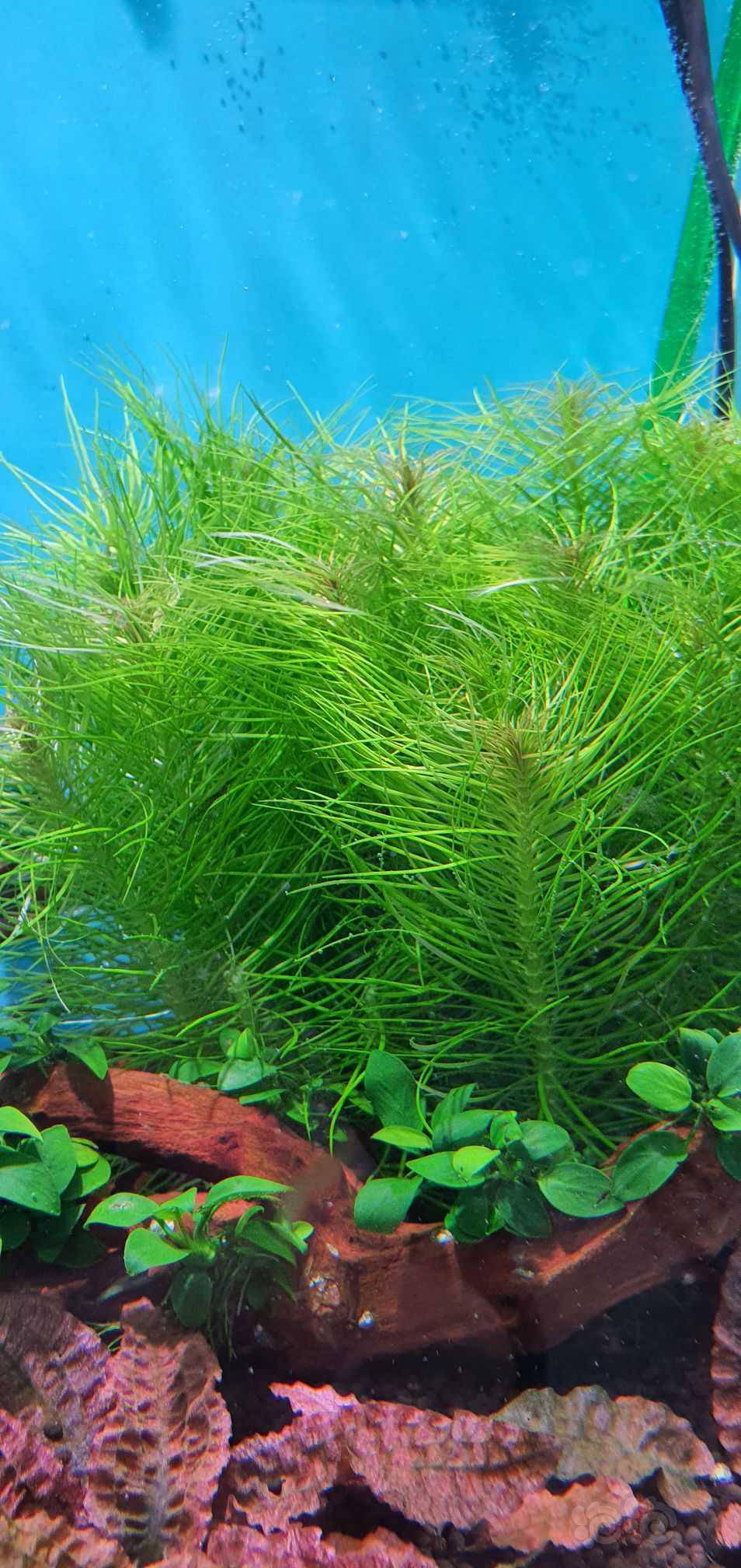 出售水下草(绿百叶)火烈鸟-图3