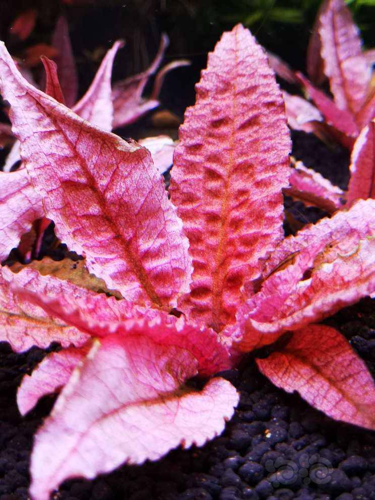 葉底紅60多顆紅雨傘8顆35包郵