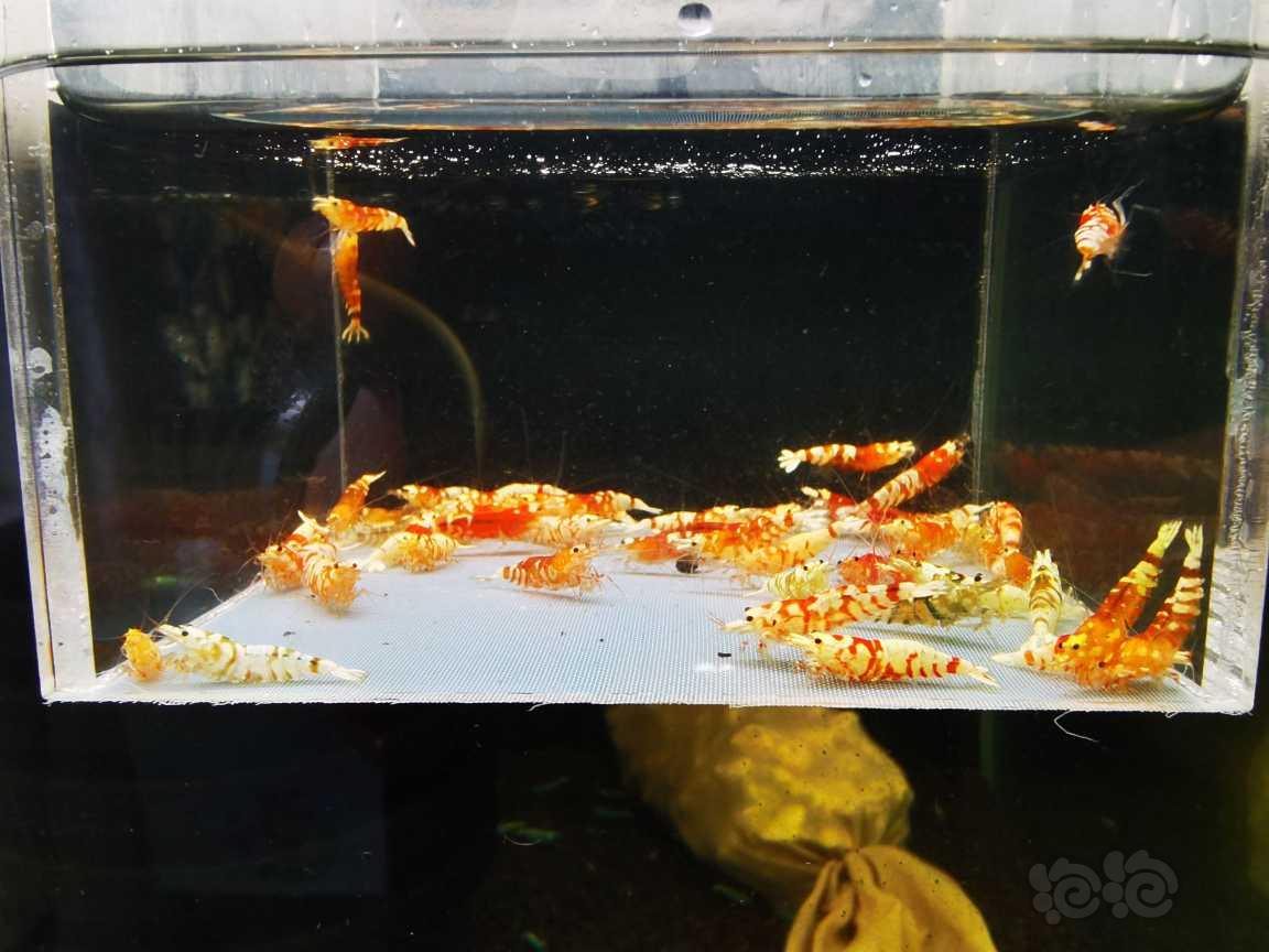 【虾】2022-2-28#RMB#拍卖红花虎一份40只。-图1