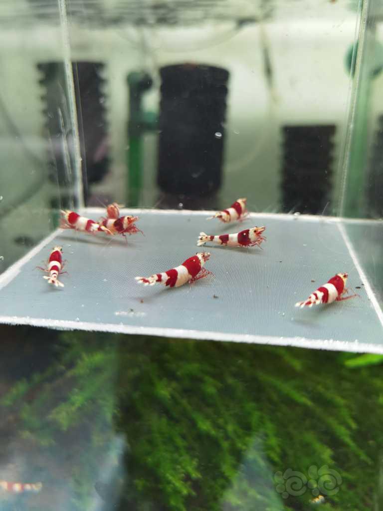 【虾】2022－02－26#RMB拍卖红白三段水晶虾繁殖组2公8母-图2