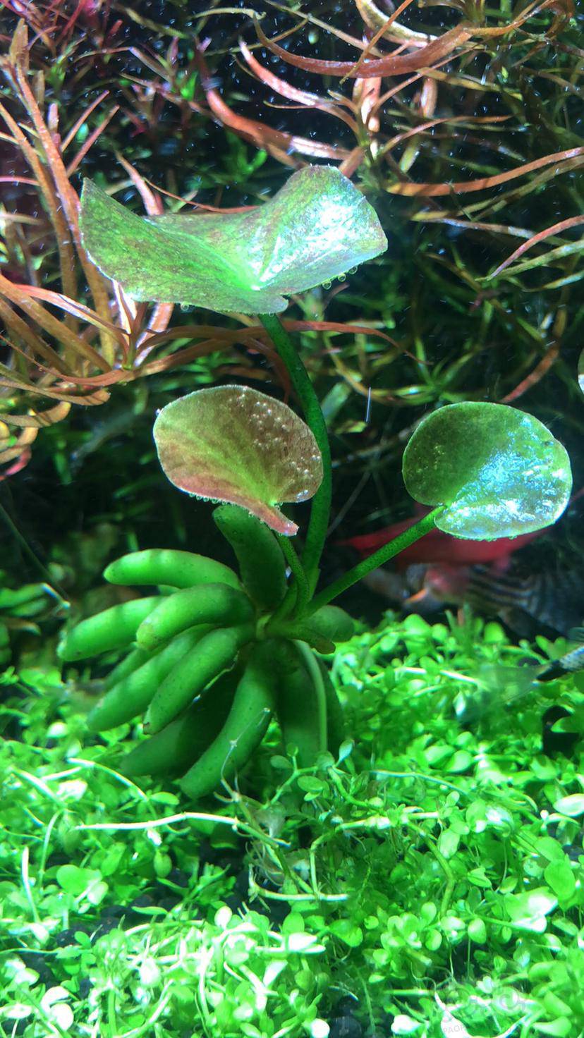 给泡泡草友拜年啦