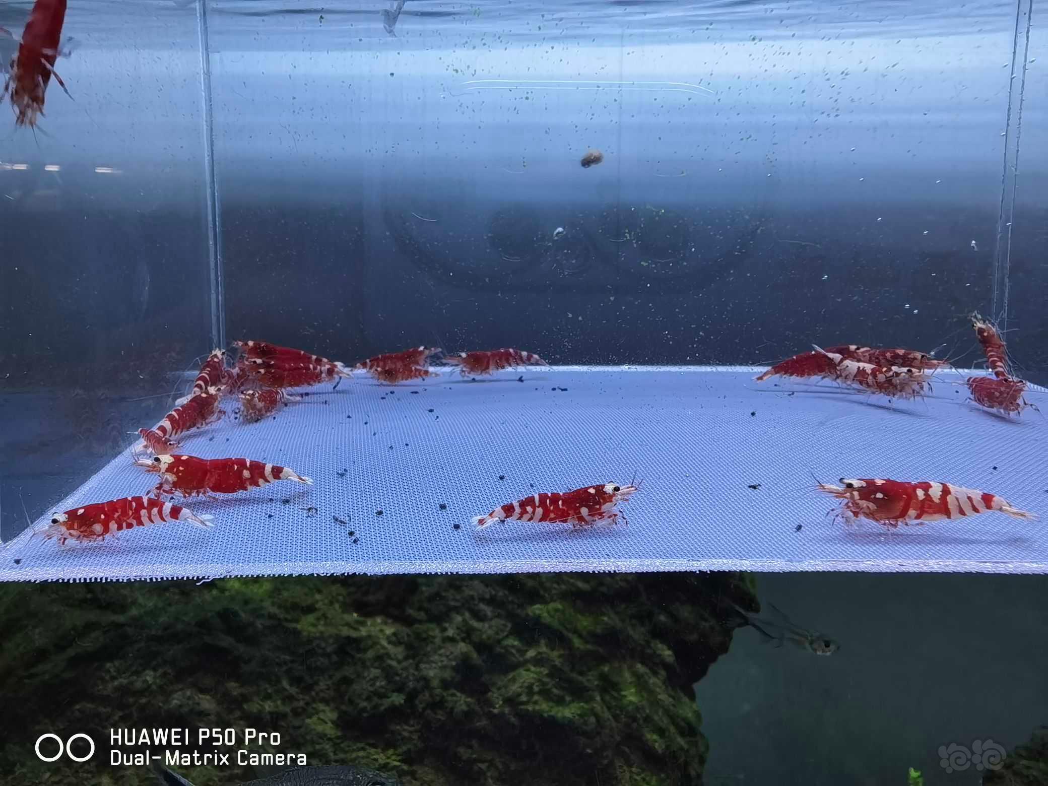 【虾】2022-02-27#RMB拍卖#出Mars血统红花虎淘汰虾-图1