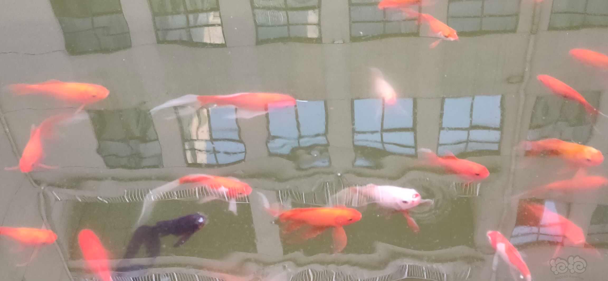 【晒图】学校图书馆遇到的小鱼-图4