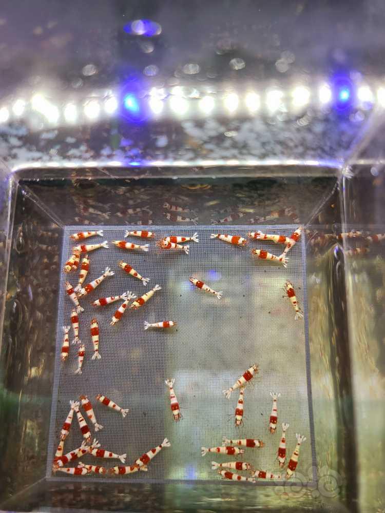 【虾】2022-02-23#RMB拍卖#红白苗子50只-图1