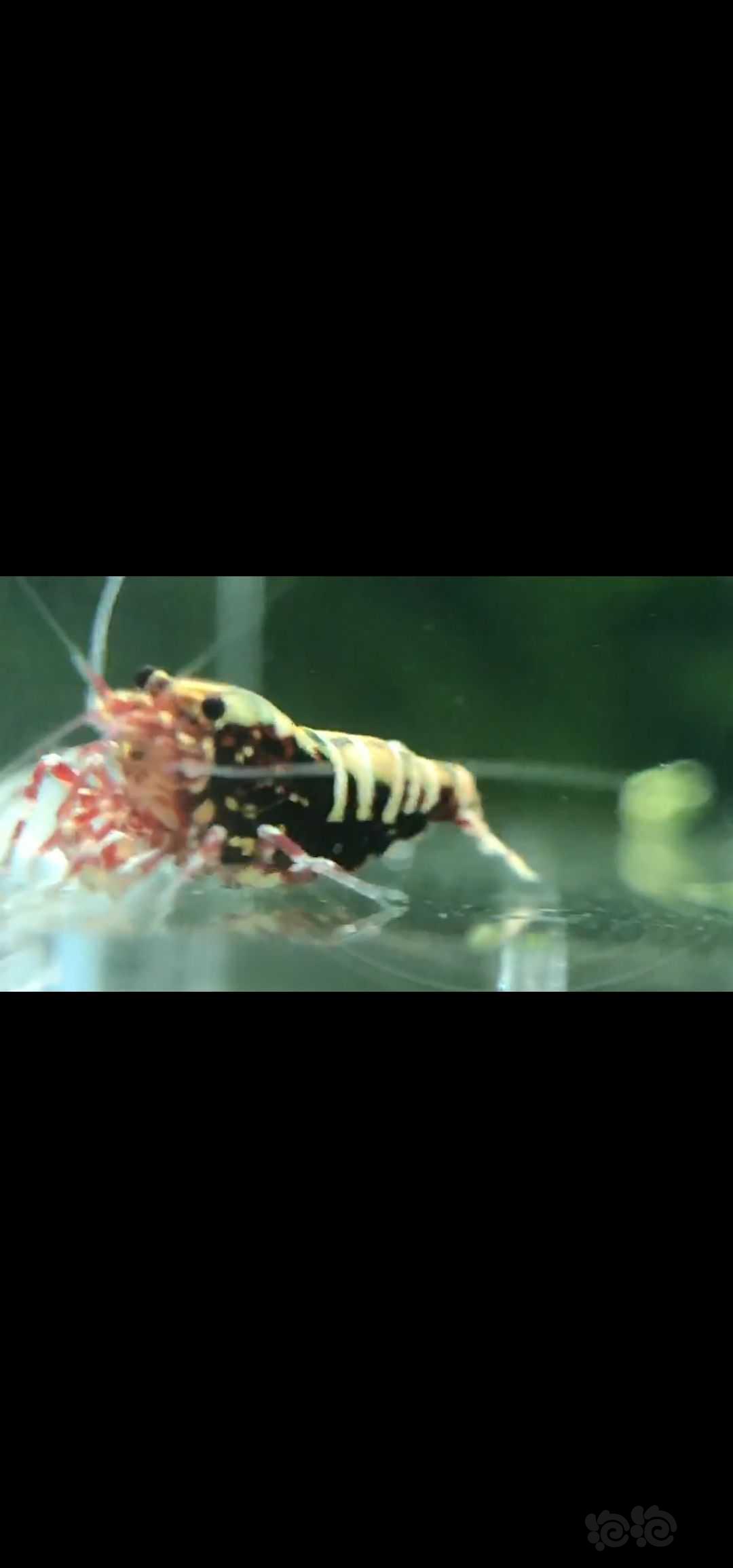 水晶虾-图2