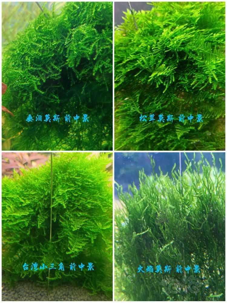 长期出高品质水草，无藻无螺，品质保证-图14