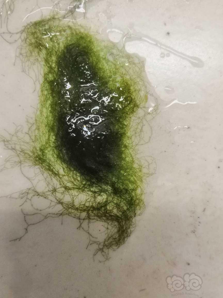 这是什么藻啊-图1