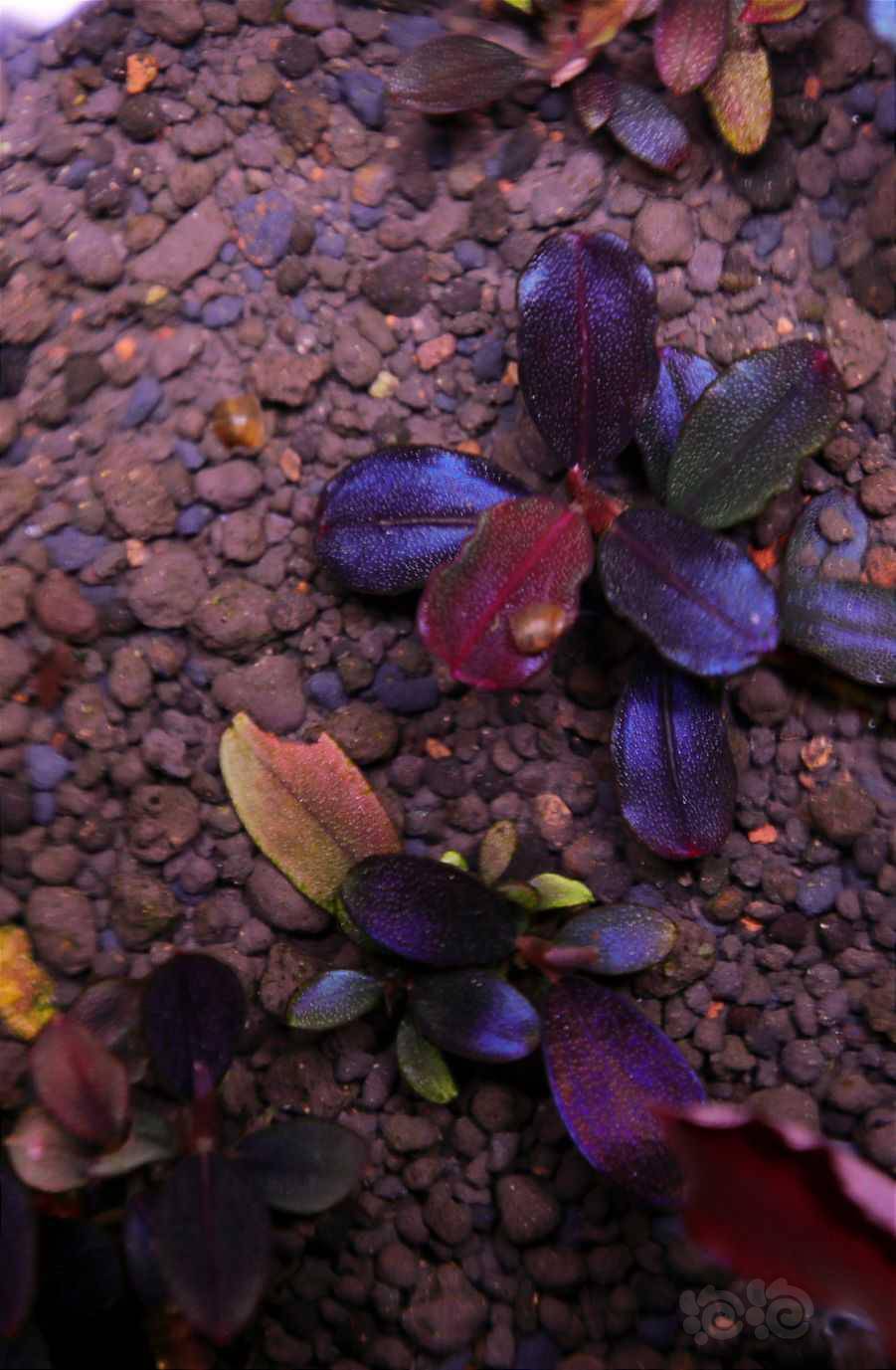 新年快乐吃吃喝喝看会草