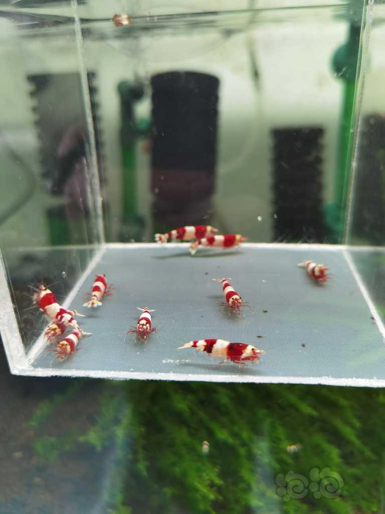 【虾】2022－02－26#RMB拍卖红白三段水晶虾繁殖组2公8母-图3