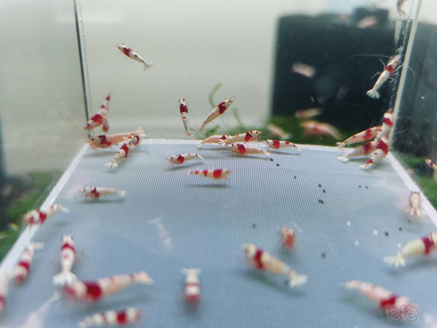 【虾】2022-2-26#RMB 拍卖纯血红白水晶虾(丸禁)-图2