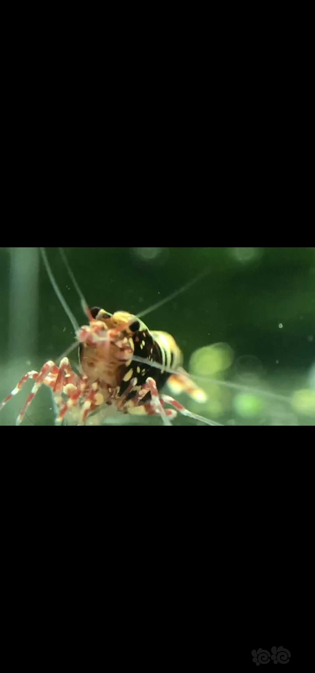 水晶虾-图1