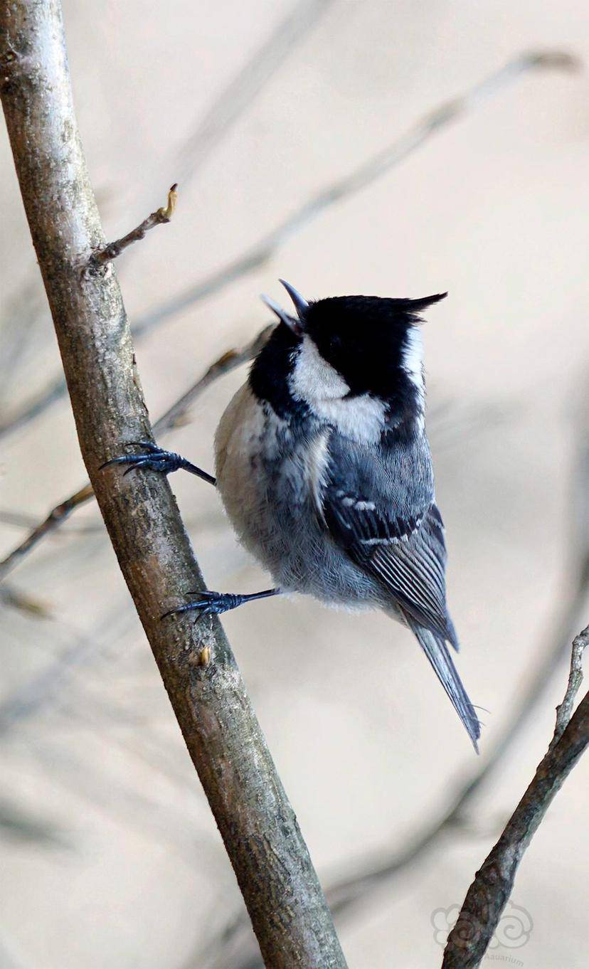 挖煤山雀（贝子）-图5