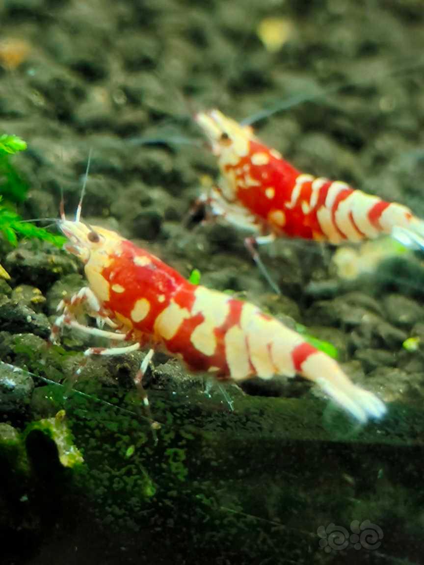 【水晶虾】红花虎水晶虾-图1