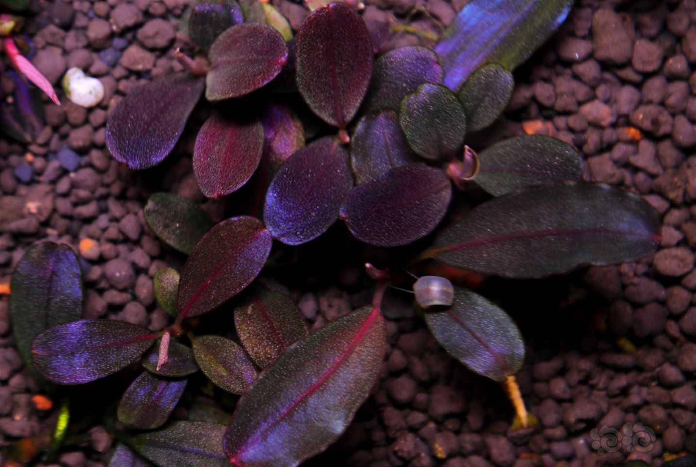 新年快乐吃吃喝喝看会草