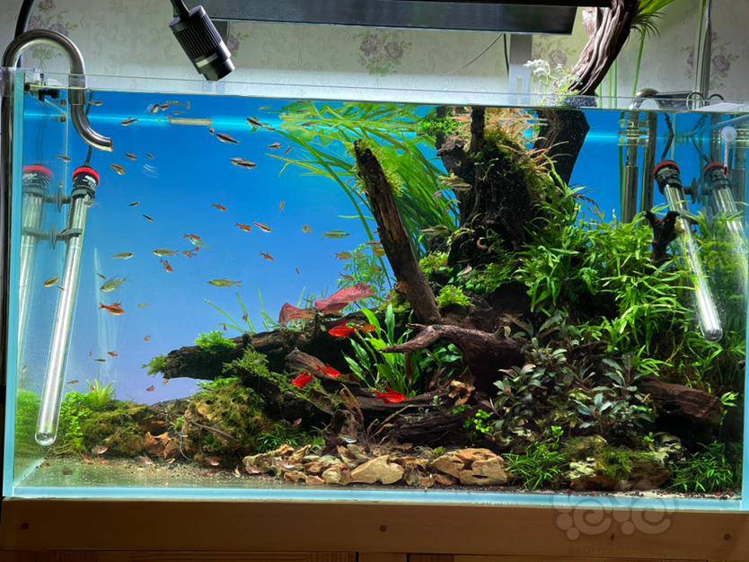 出中大型缸造景水草 泡泡水族