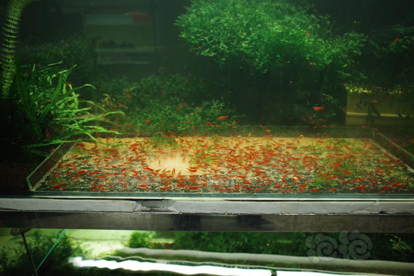 【水晶虾】出售红白练手小虾和红白公虾-图4