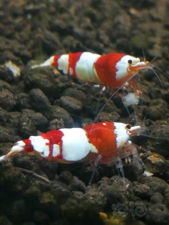 红白四段水晶虾-图3