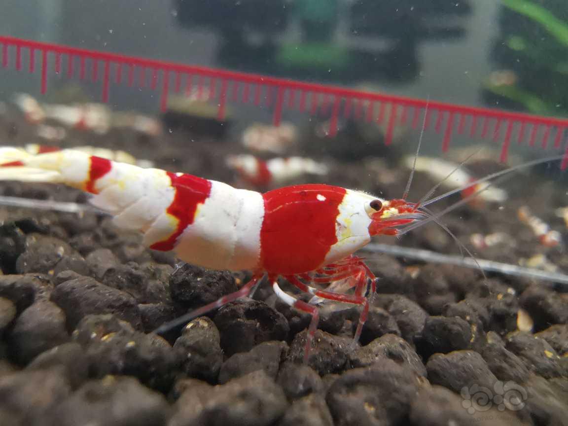 【虾】2022-2-23#RMB拍卖红白水晶虾五只-图3