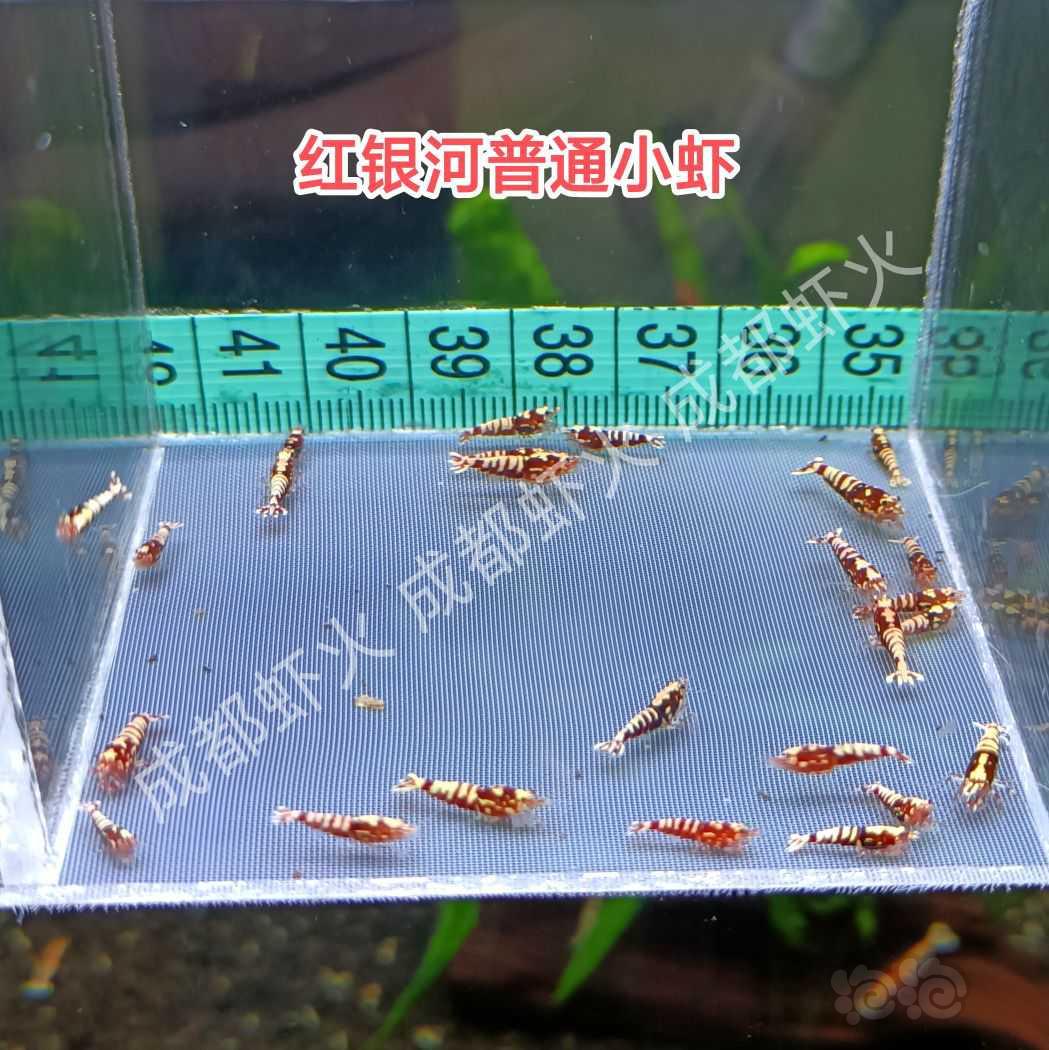 【水晶虾】出红银河红花虎-图4