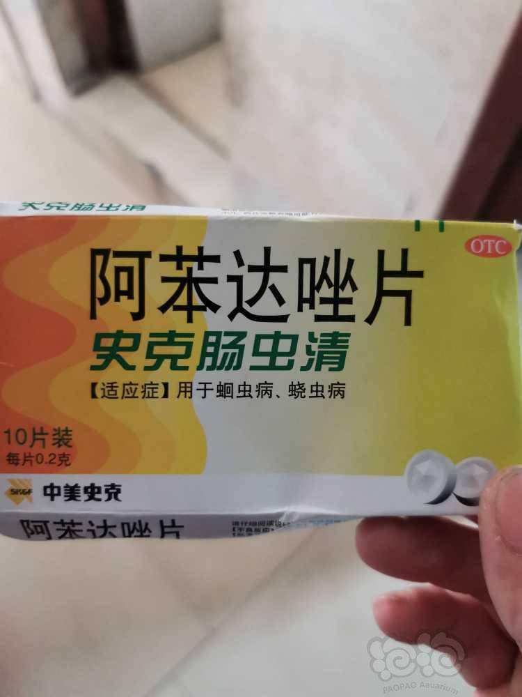 请问各位老板,肠虫清到底能不能杀死白线虫?