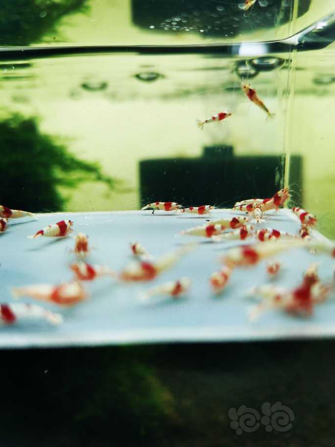 【虾】2022-2-24#RMB 拍卖纯血红白水晶虾（丸禁）一份-图2