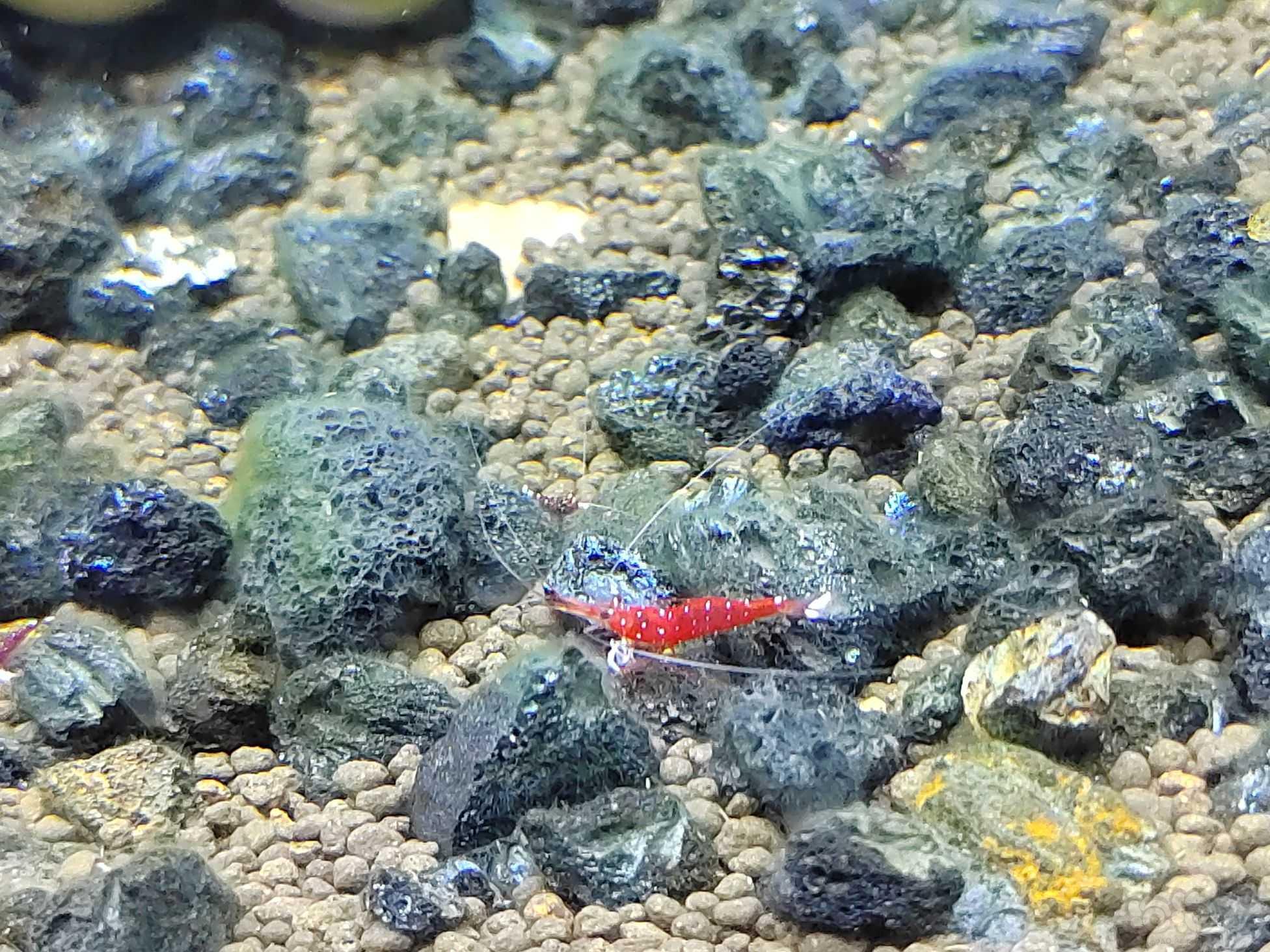 火红的小虾-图2