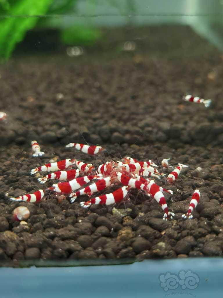 红白四段水晶虾-图5