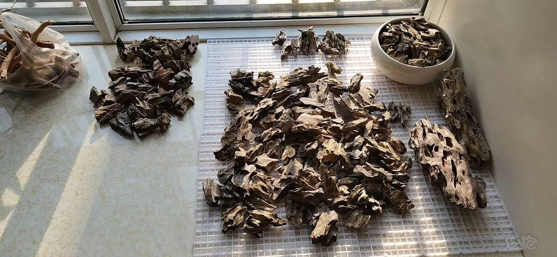 杜鹃根菌膜图片