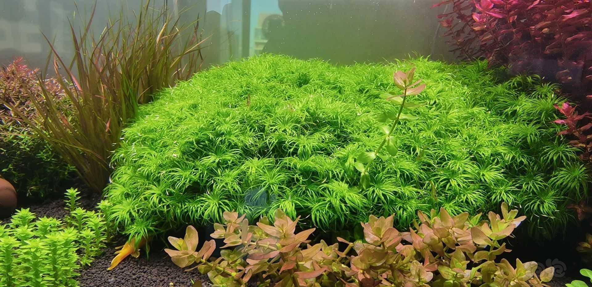 出水草 泡泡水族