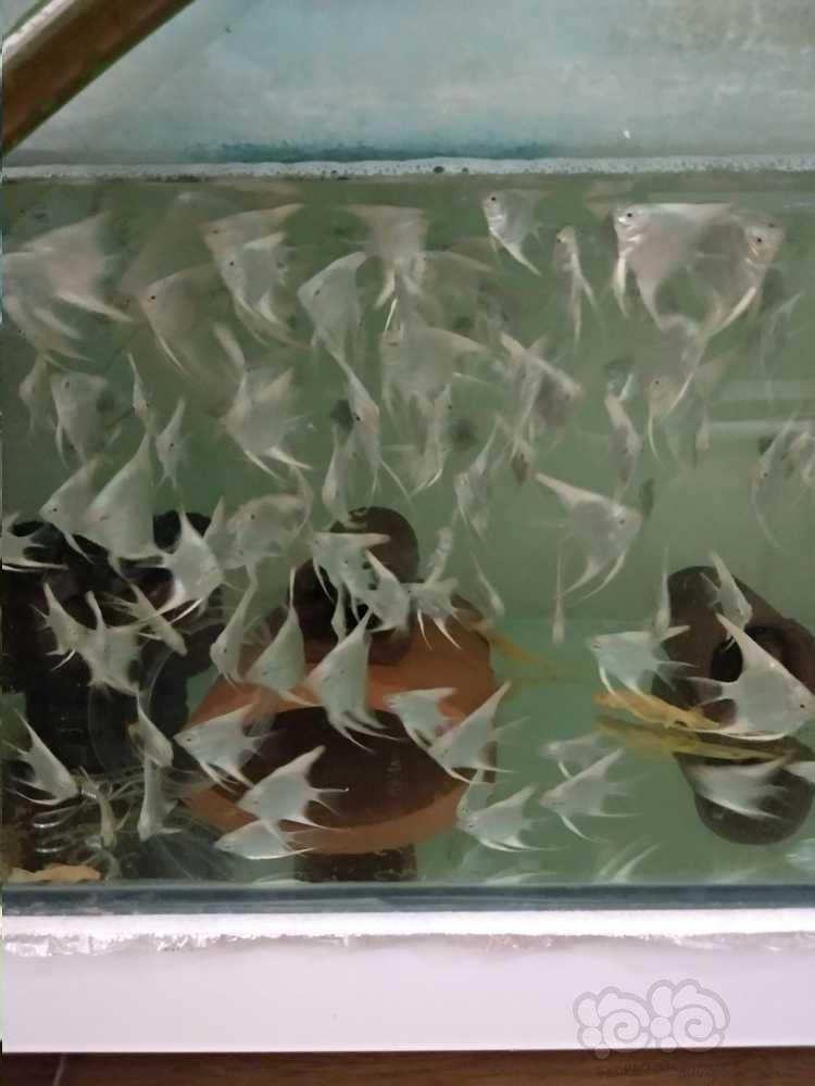 青岛出售雪燕鱼苗-图3