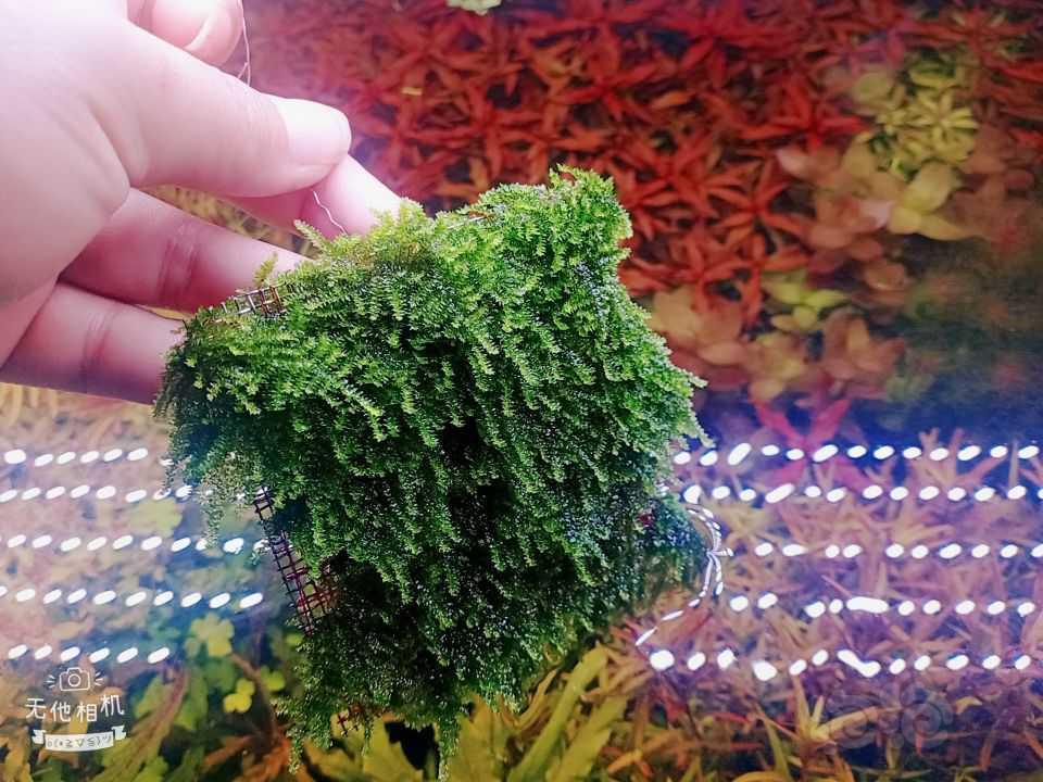 出羽裂，日本箦藻，青木蕨，迷你莫斯，09霸王-图5