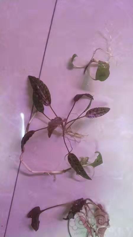 出椒草，紫花欧霸，深棕欧霸，棕欧霸-图5