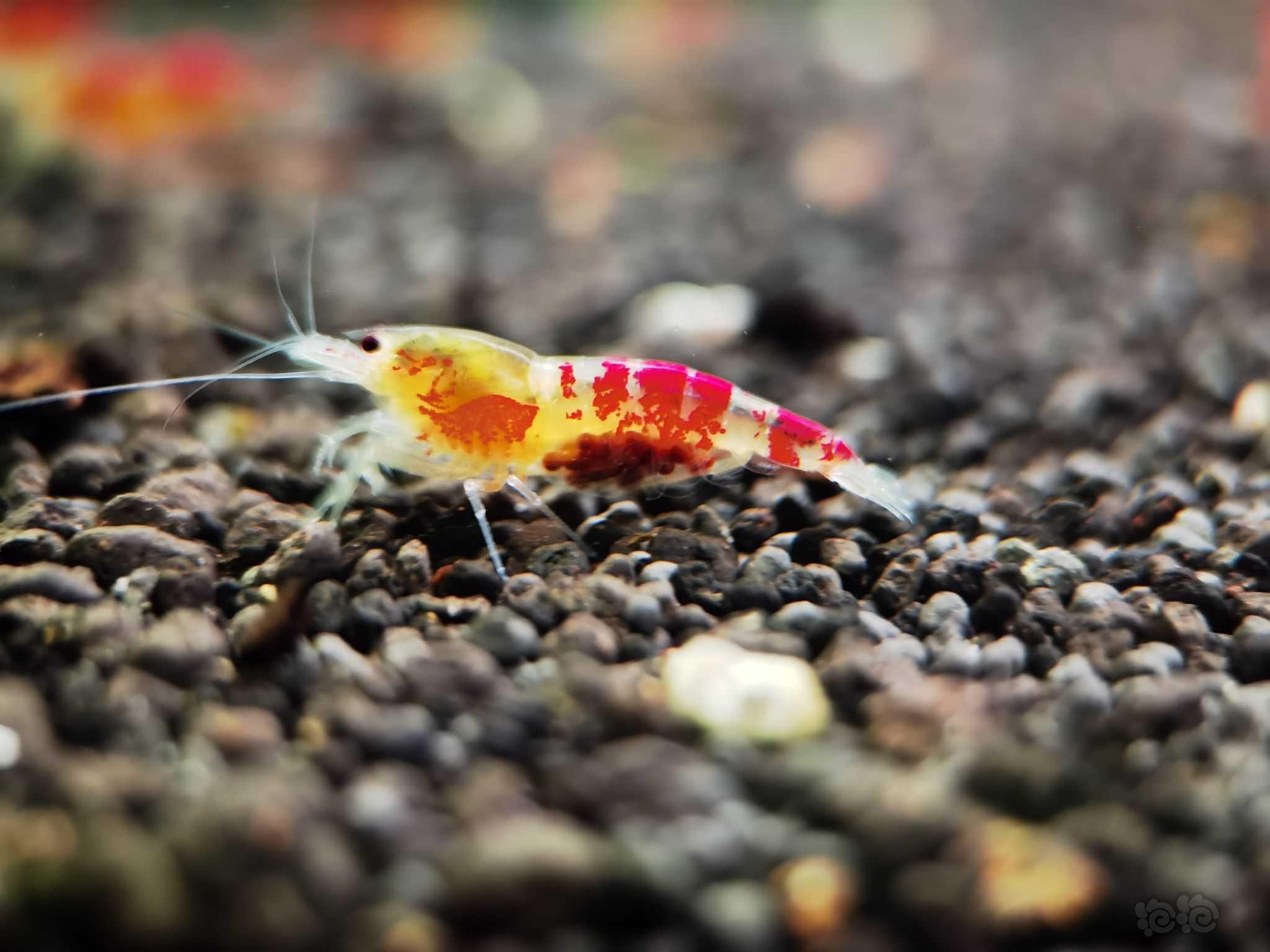 【水晶虾】长期出售各种精品虾，成体幼体都有。-图6