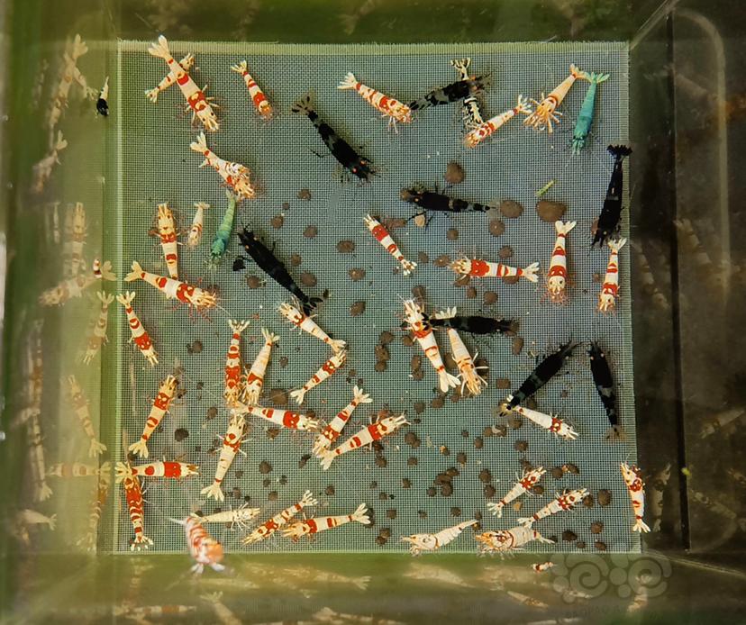 📝：水晶虾-图7
