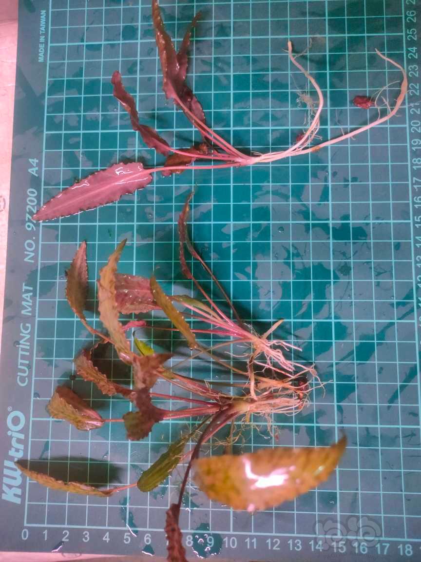 出椒草绿底虎纹，紫线阿芬，咖啡椒草-图2