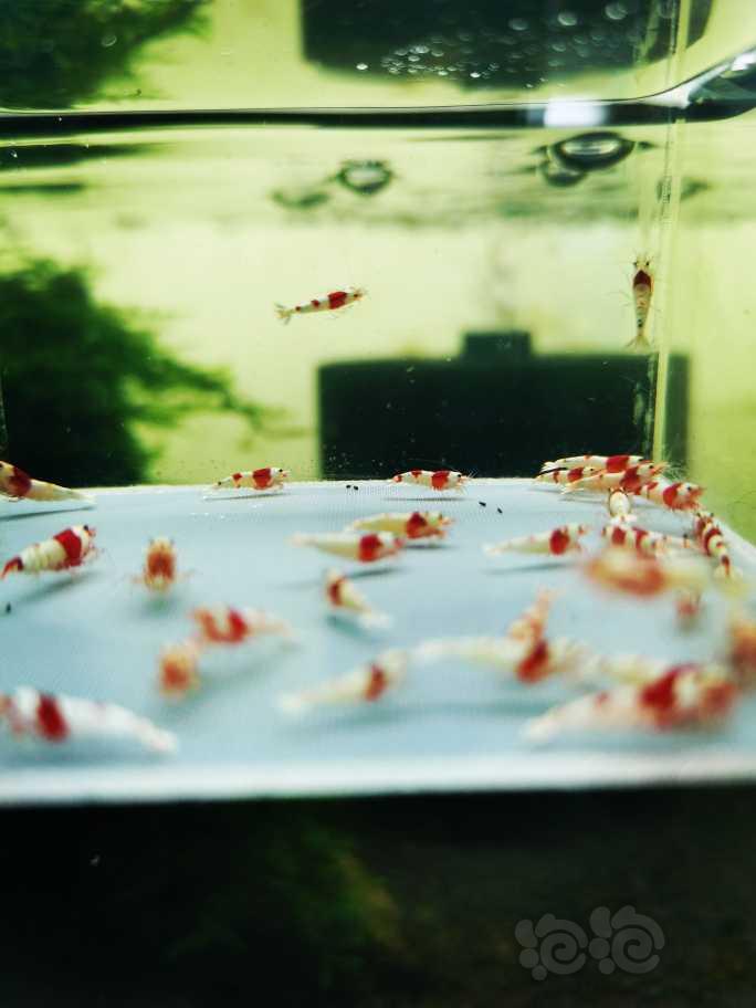 【虾】2022-2-24#RMB 拍卖纯血红白水晶虾（丸禁）一份-图3