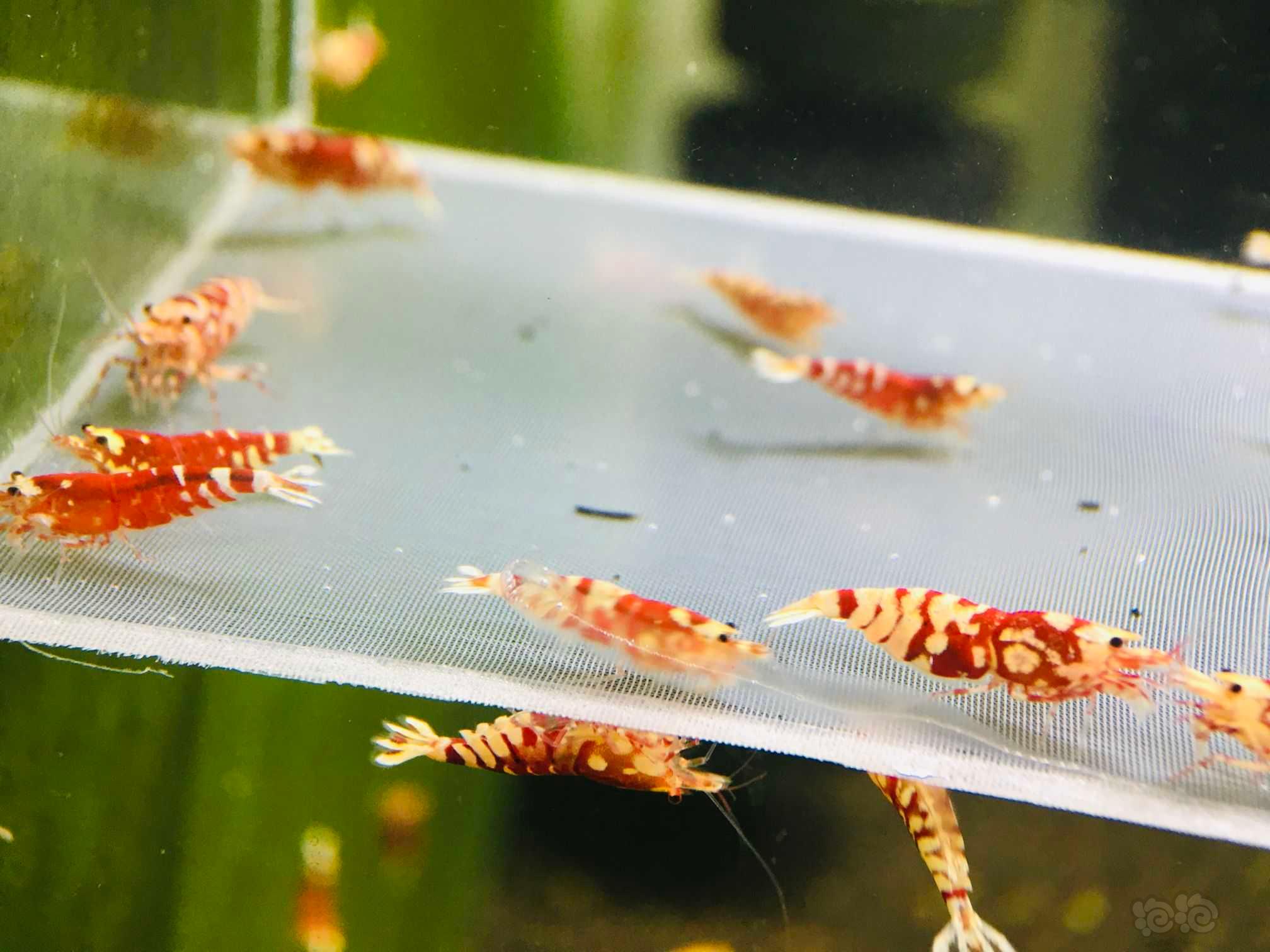 【虾】2022-03-07#RMB拍卖红花虎水晶虾一份-图4