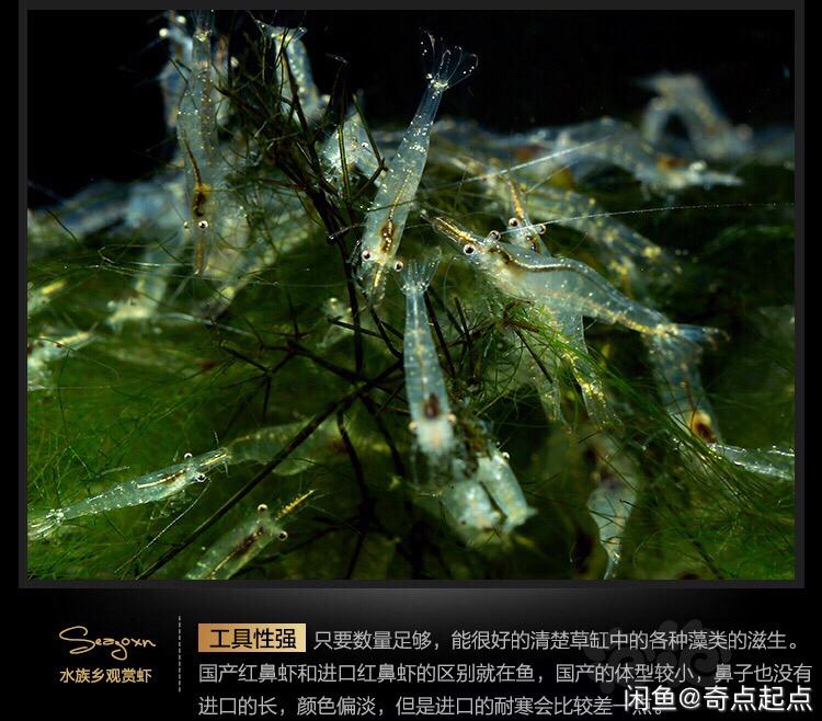 出国产红鼻虾虾-图6