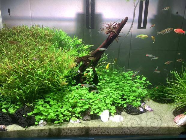 水草缸里面长霉菌 泡泡水族