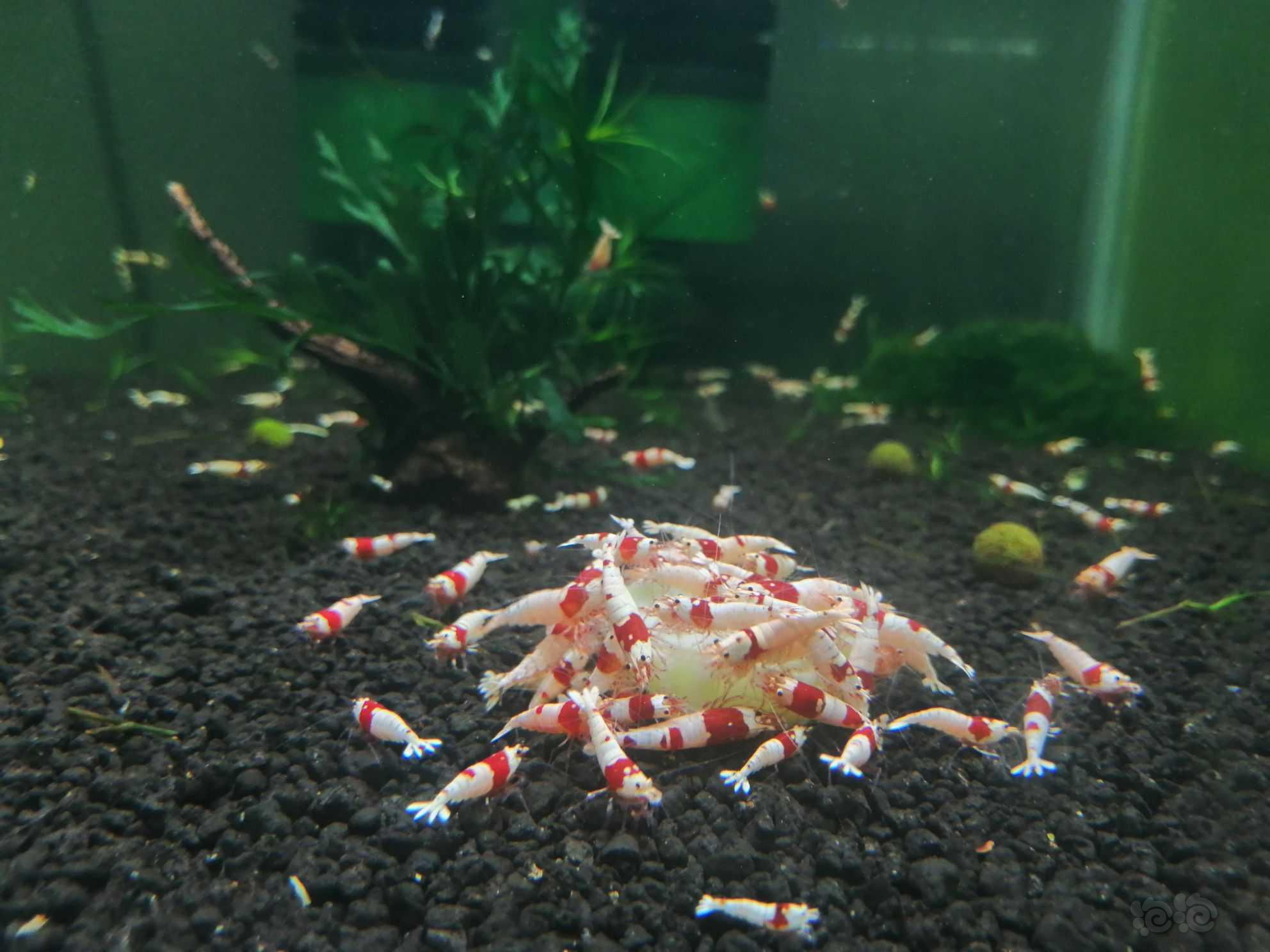 【水晶虾】出红白-图1