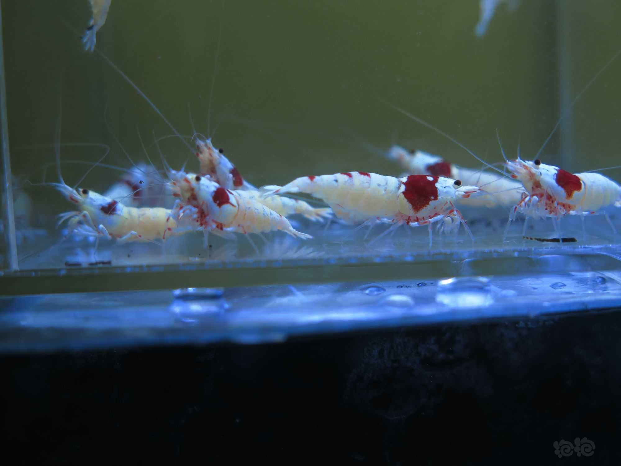 【虾】2022-3-18#RMB拍卖红白水晶虾3公10母-图6
