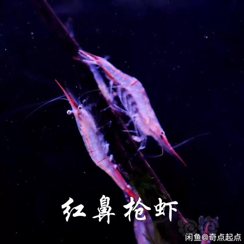 出国产红鼻虾虾-图1