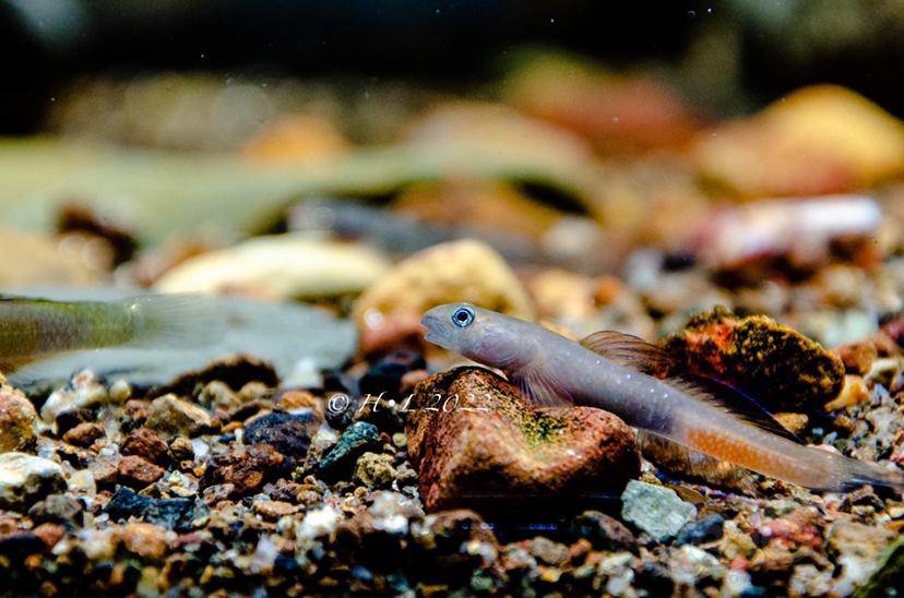 宿务黄瓜虾虎-图3