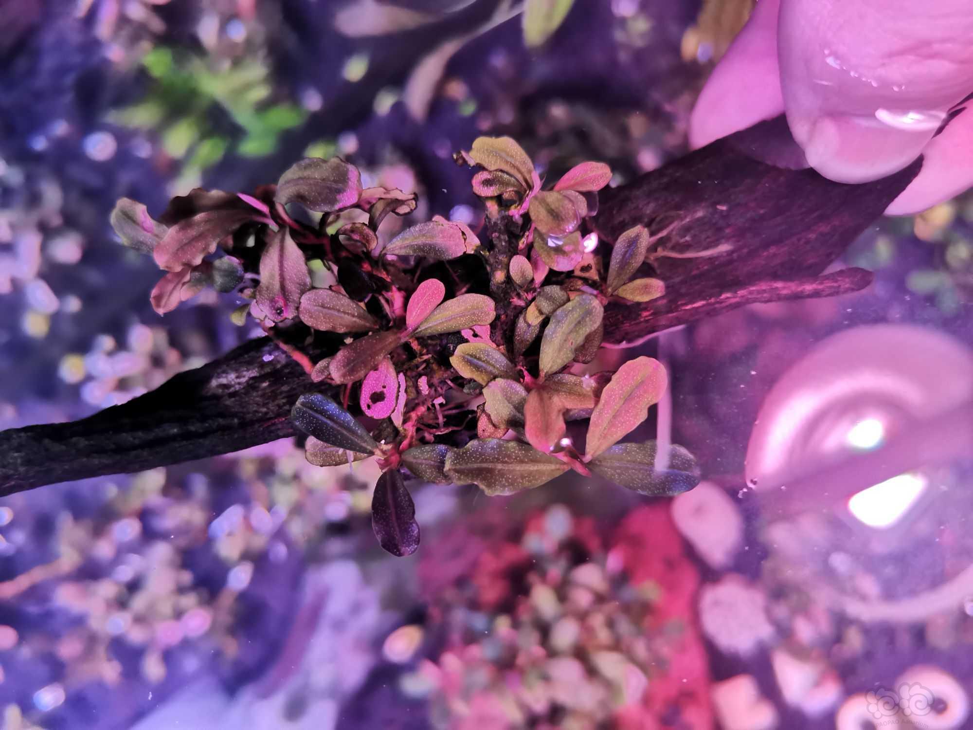 【辣椒榕】留下来的野株全出，养的不好，叶型精致，状态好发色深紫，-图1