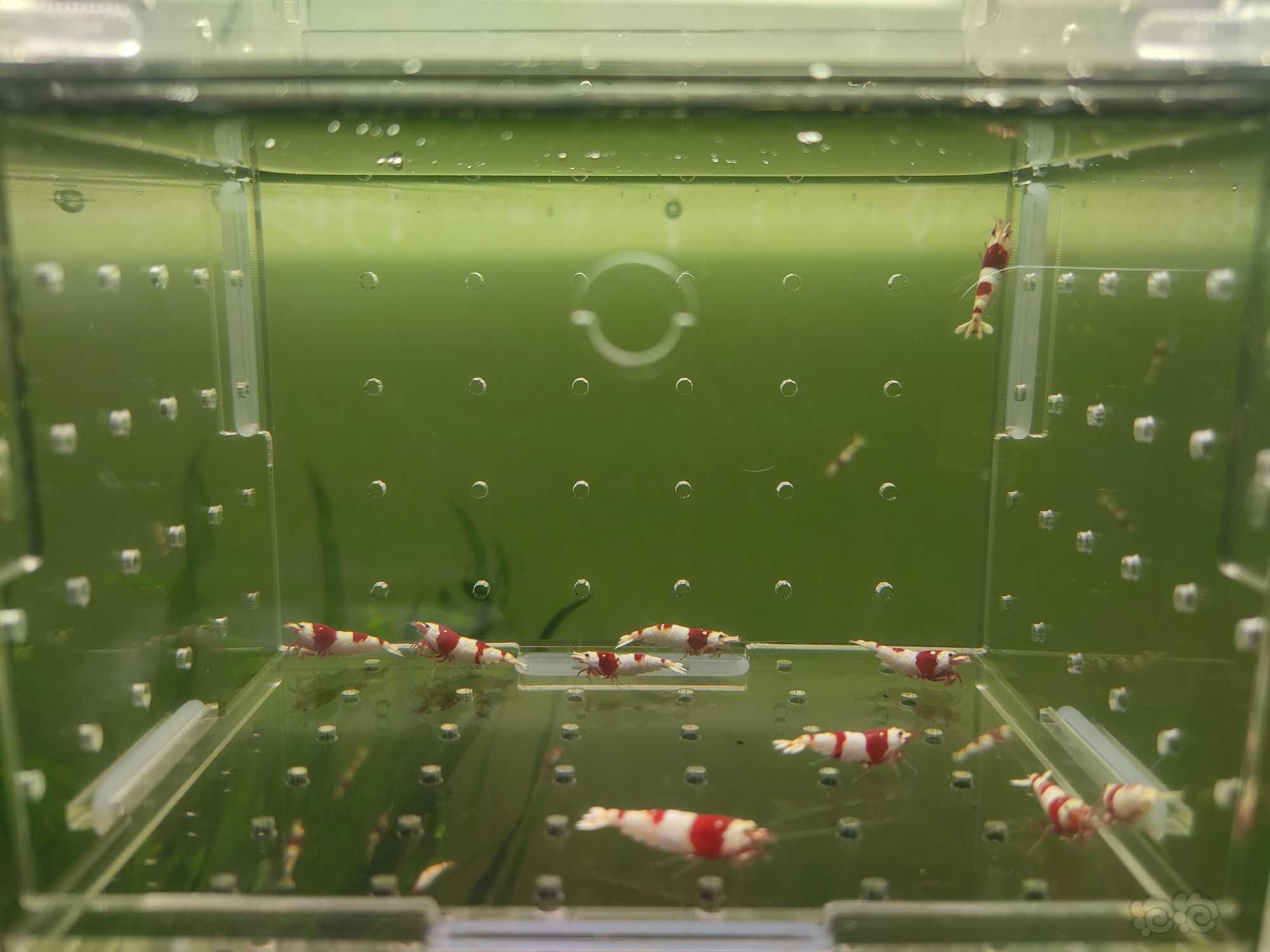 【水晶虾】出一份10只二线红白繁殖组-图5