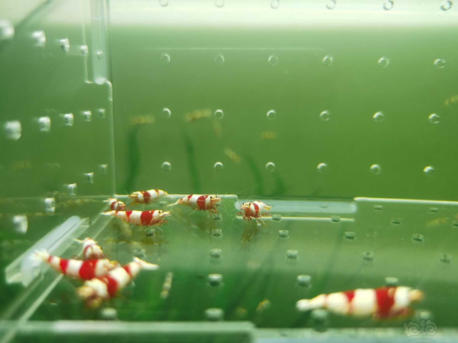 【水晶虾】出一份10只红白繁殖组-图4