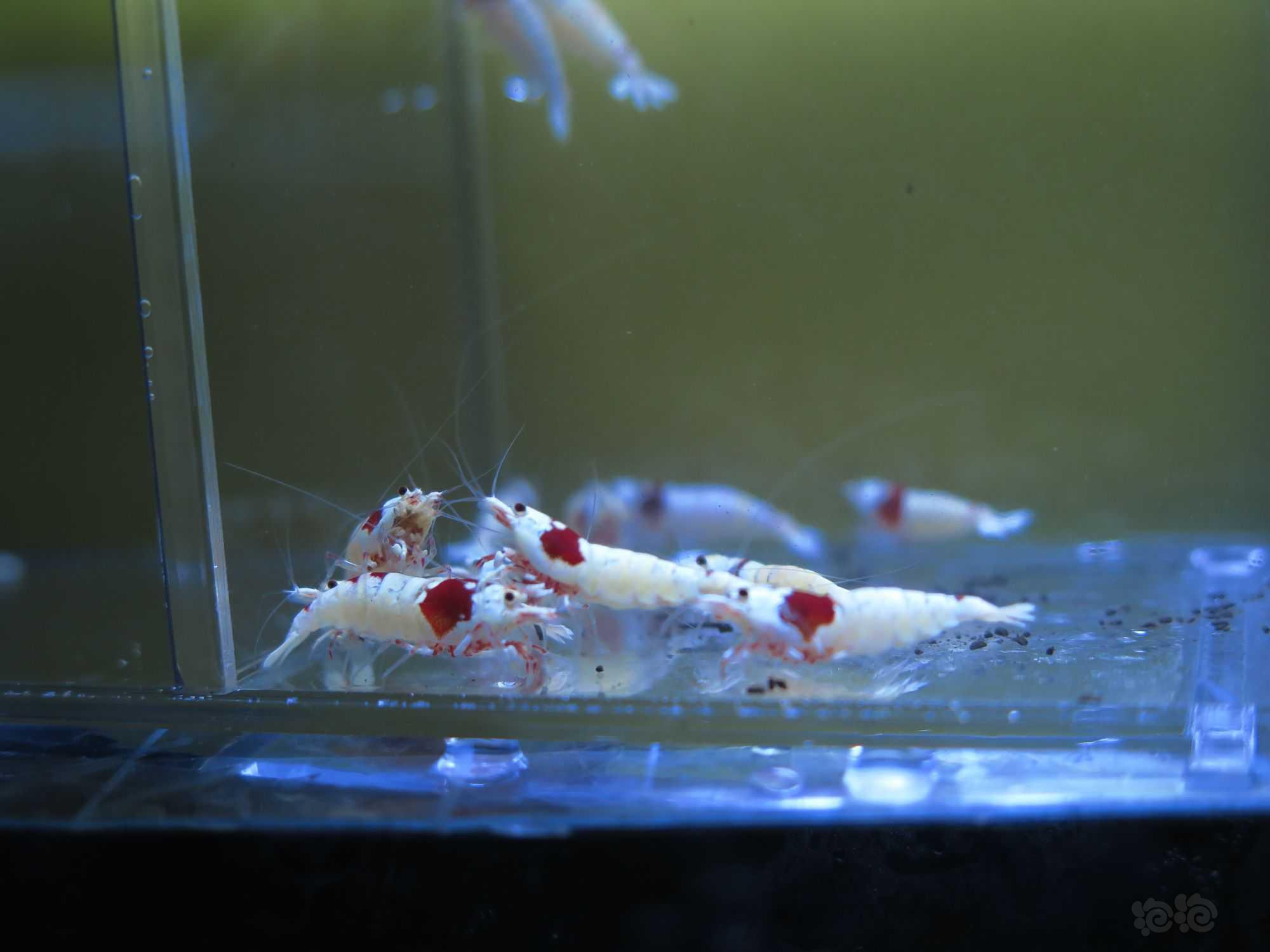 【虾】2022-3-18#RMB拍卖红白水晶虾3公10母-图2